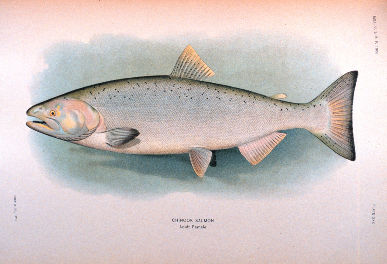 Chinook salmon, adult female