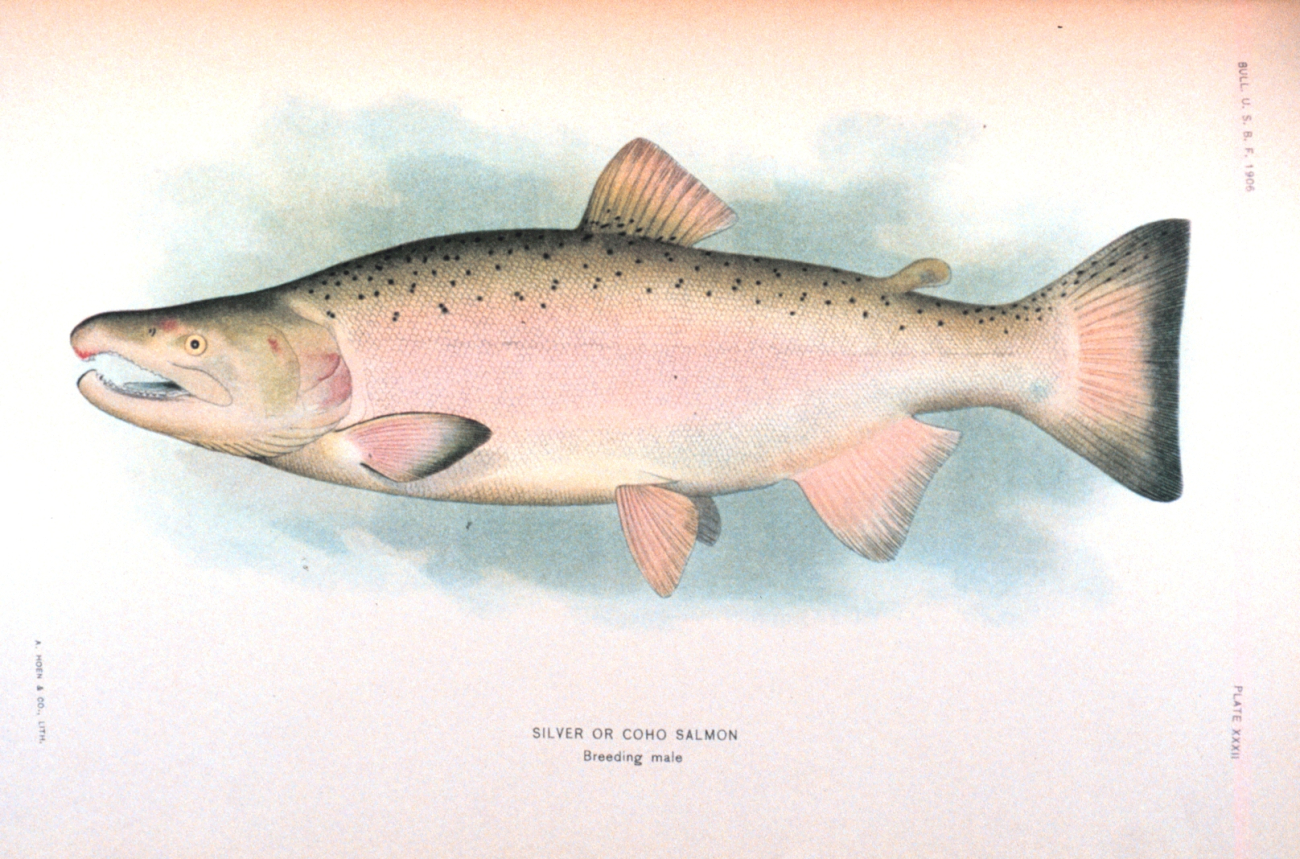 Silver or Coho salmon, breeding male