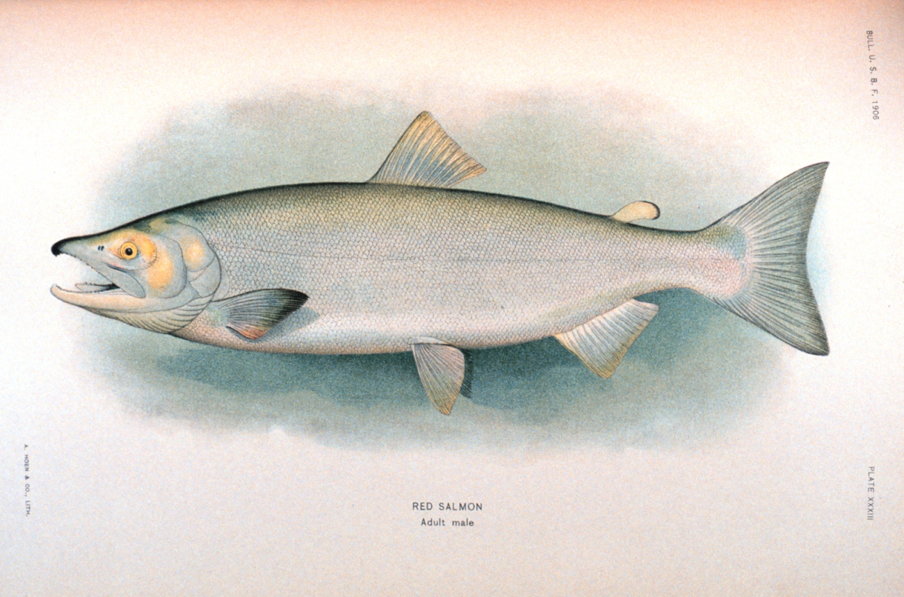 Red salmon, adult male