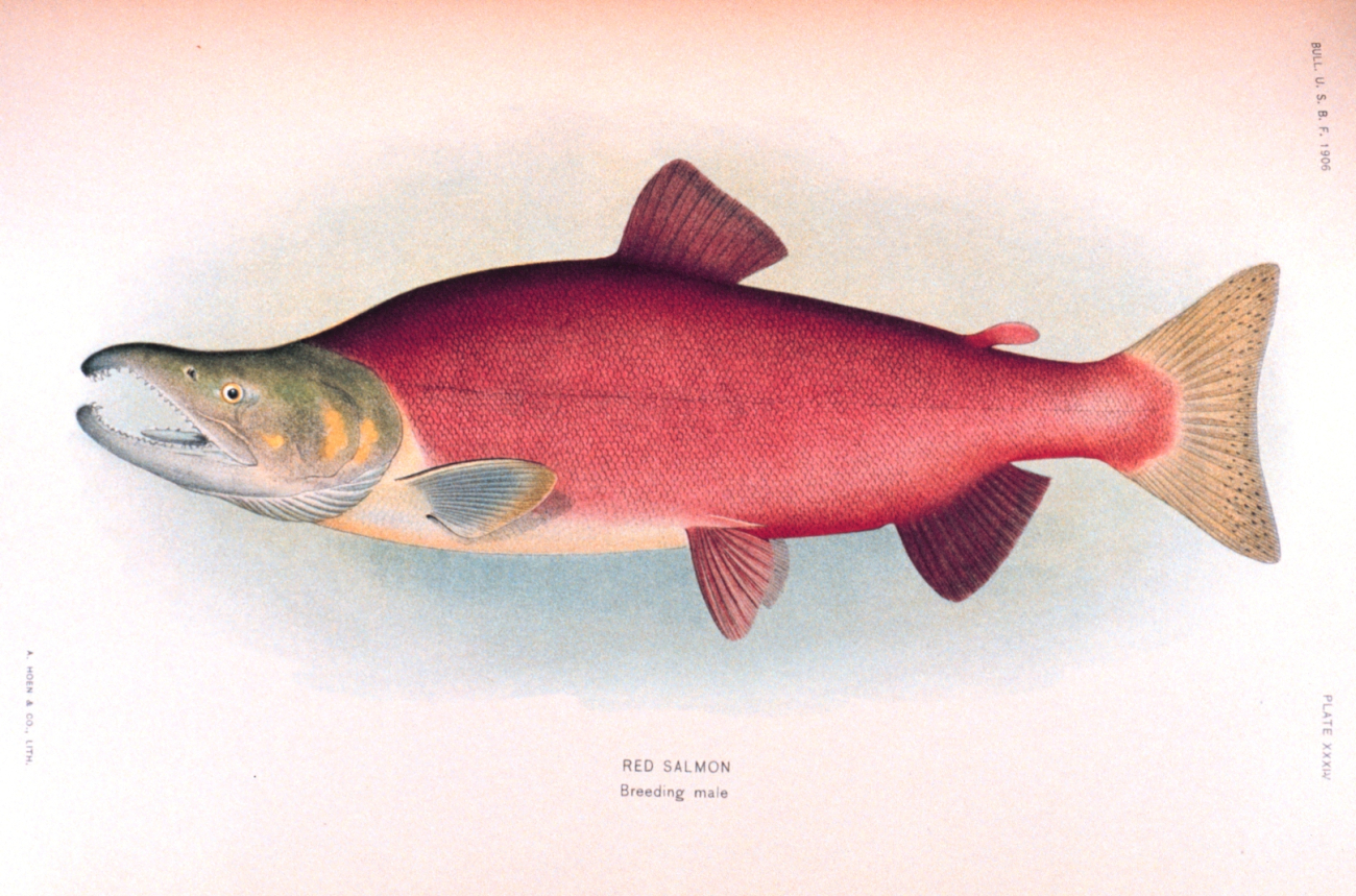 Red salmon, breeding male