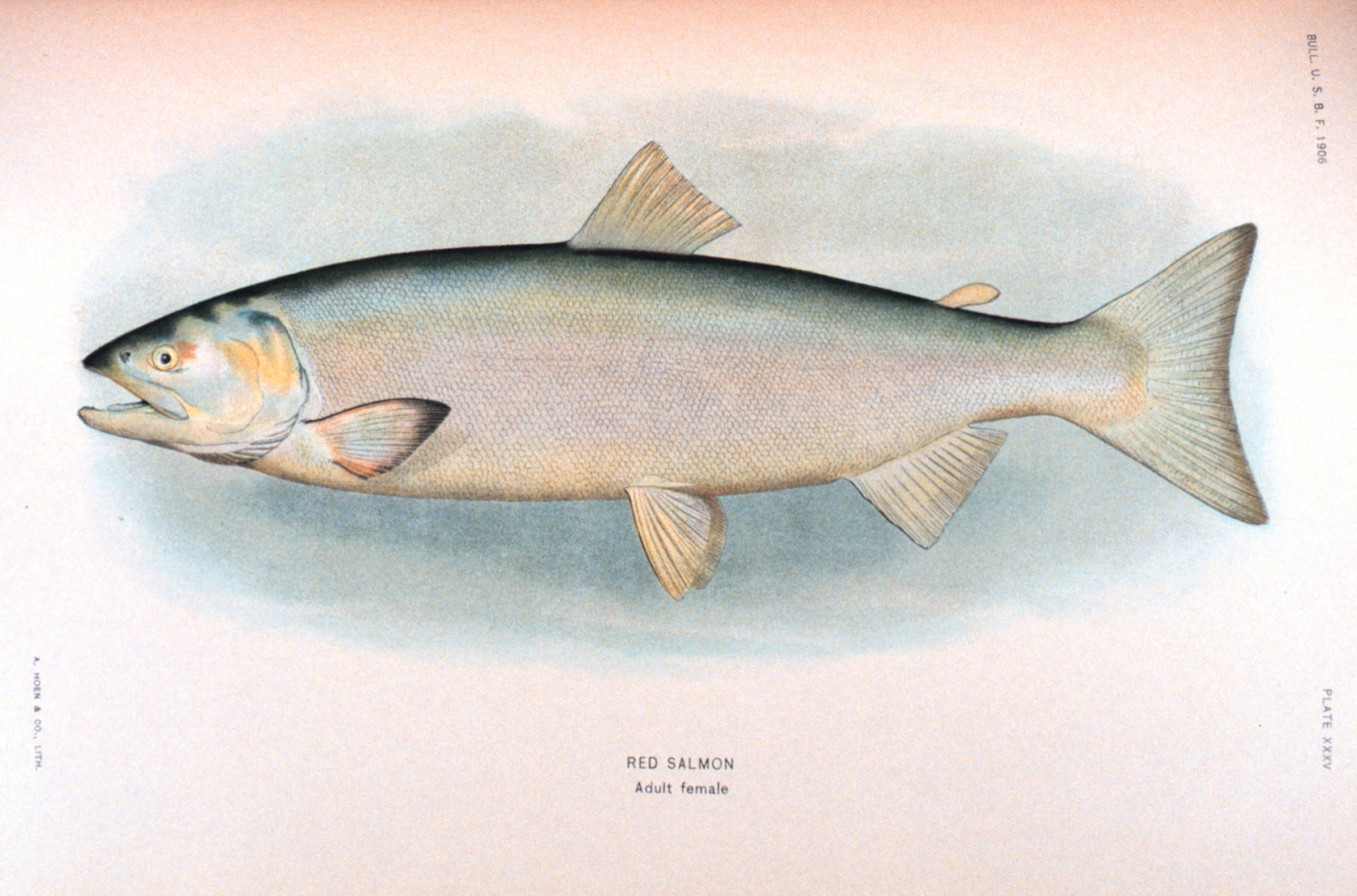 Red salmon, adult female