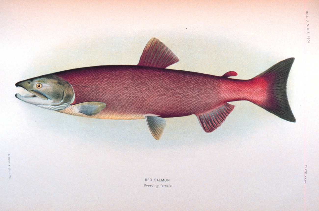 Red salmon, breeding female
