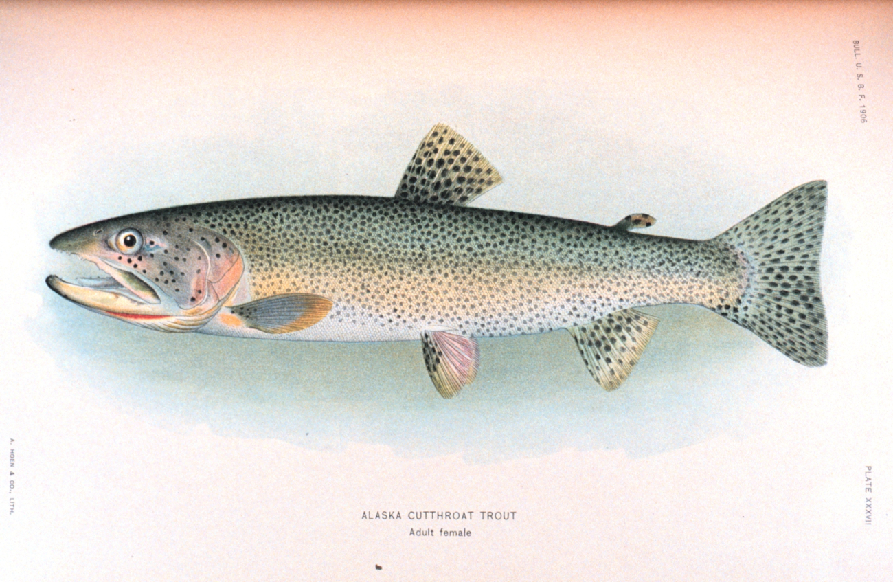 Alaska cutthroat trout