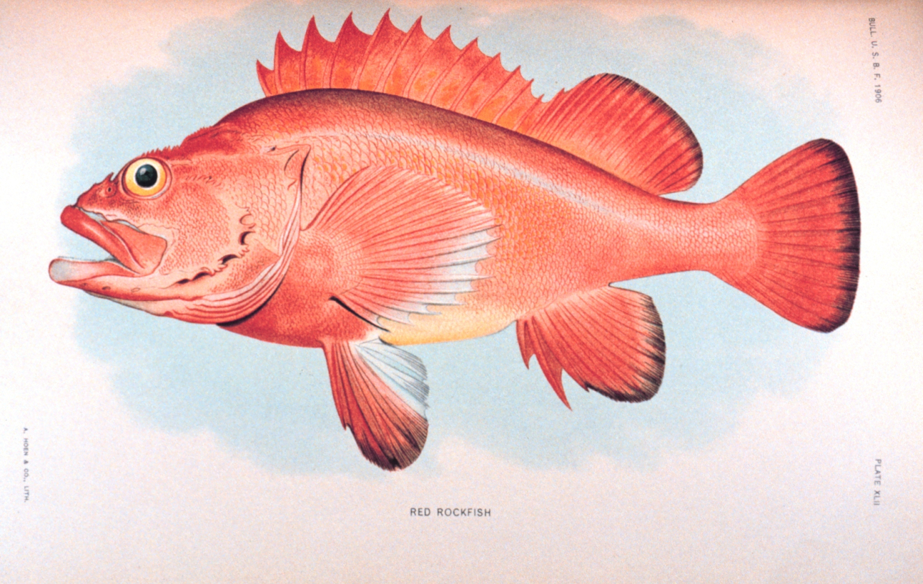 Red rockfish
