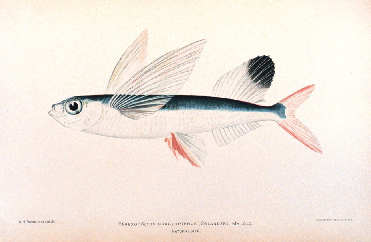 Parexocoetus brachypterus (Solander)