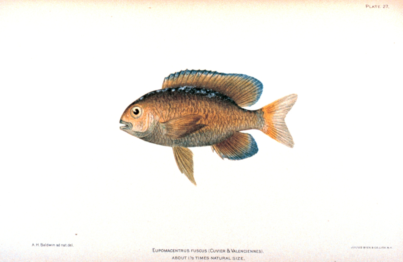 Eupomacentrus fuscus (Cuvier & Valenciennes)