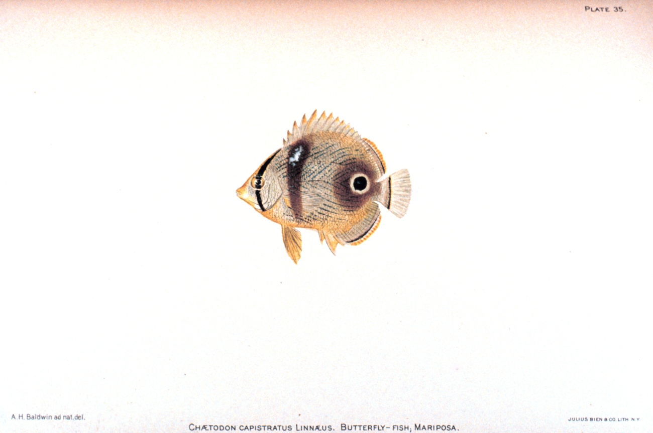 Chaetodon capistratus Linnaeus