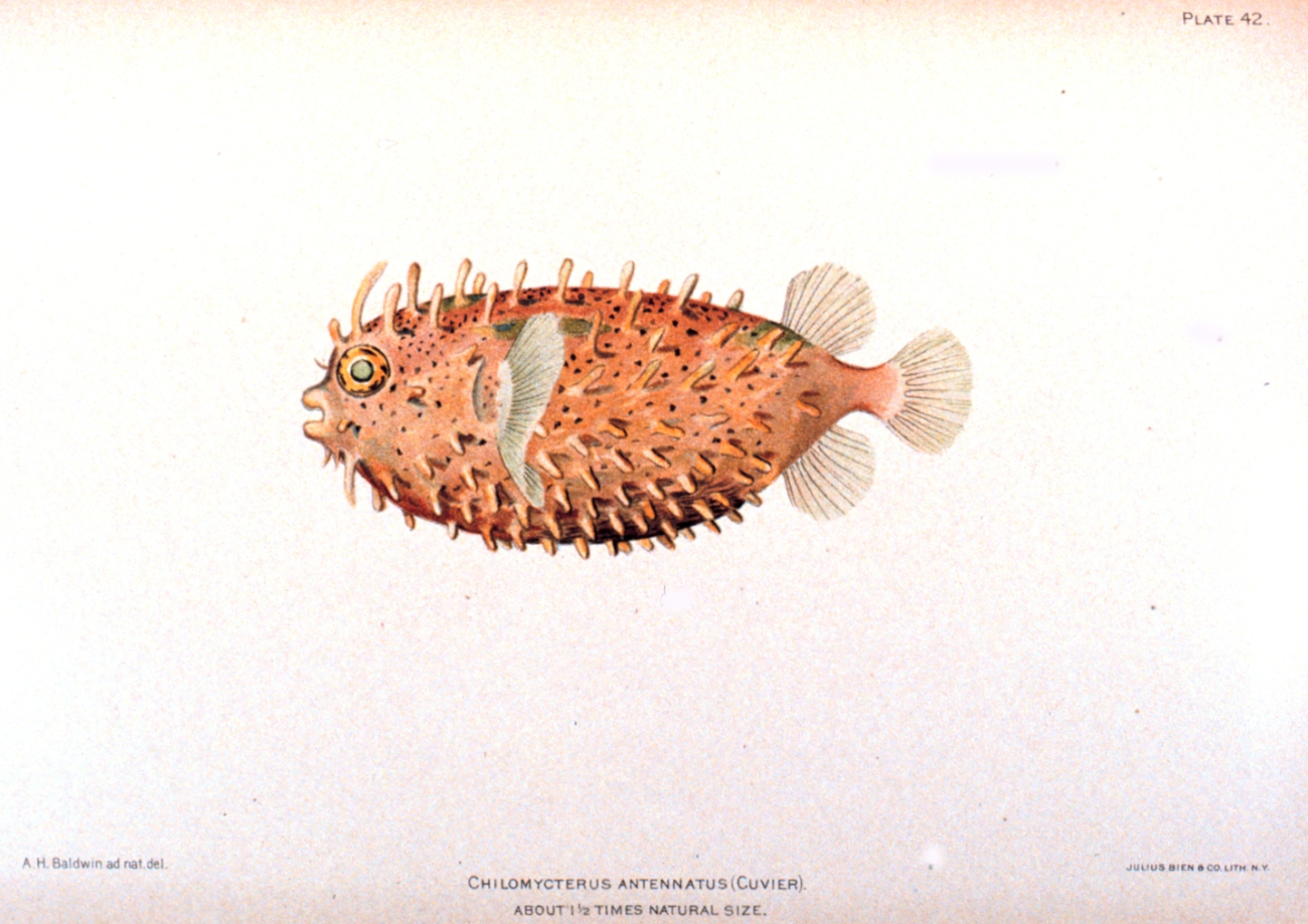 Chilomycterus antennatus (Cuvier)