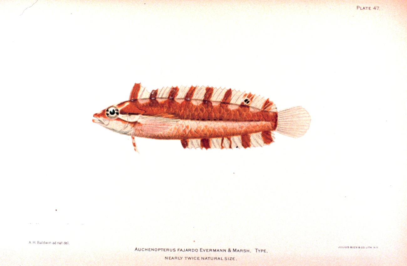 Auchenopterus fajardo Evermann & Marsh