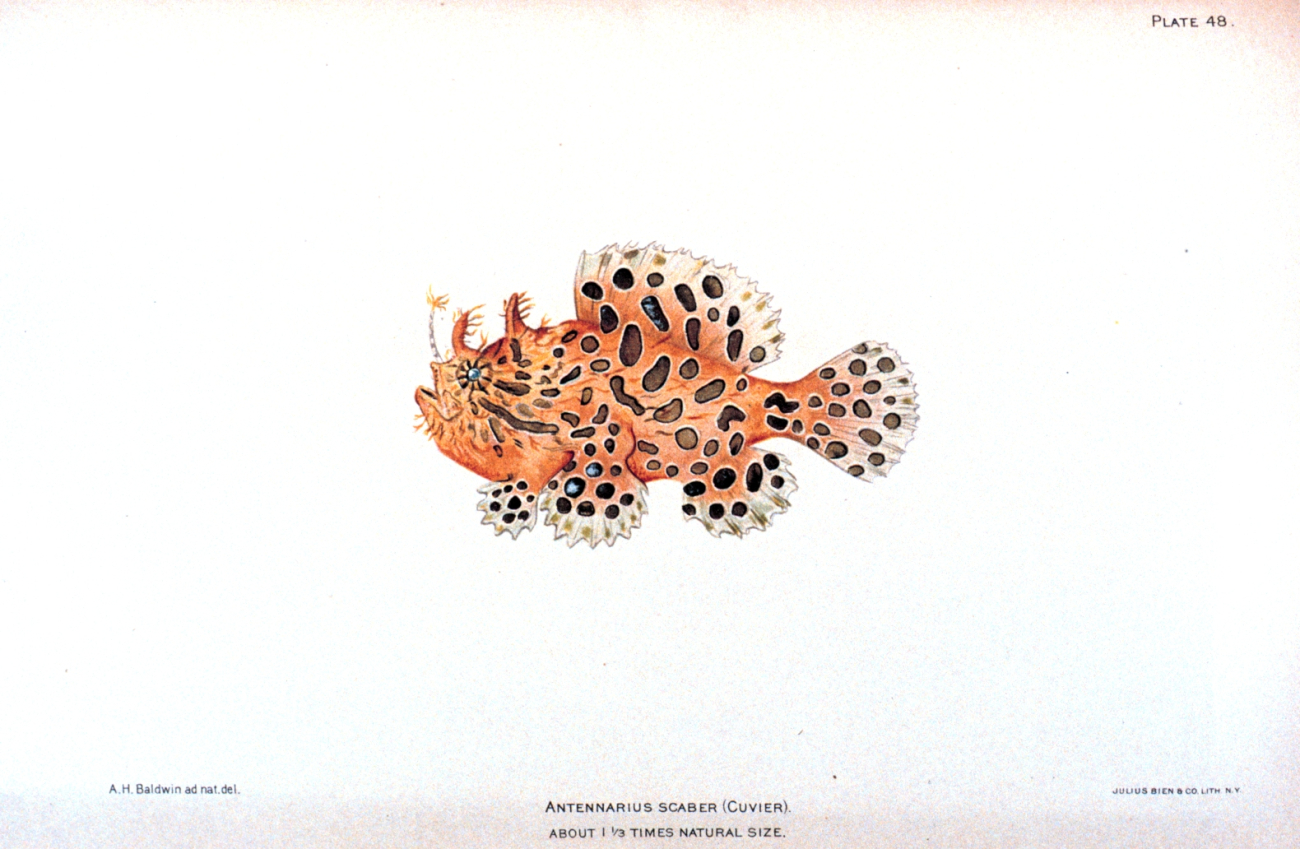 Antennarius scaber (Cuvier)