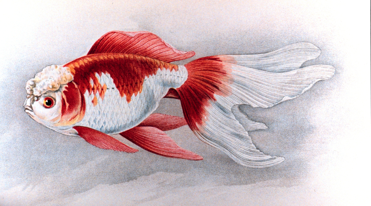 Oranda Shishigashira goldfish, Plate XXI in: Goldfish and Their Culture inJapan, by Shinnosuke Matsubara