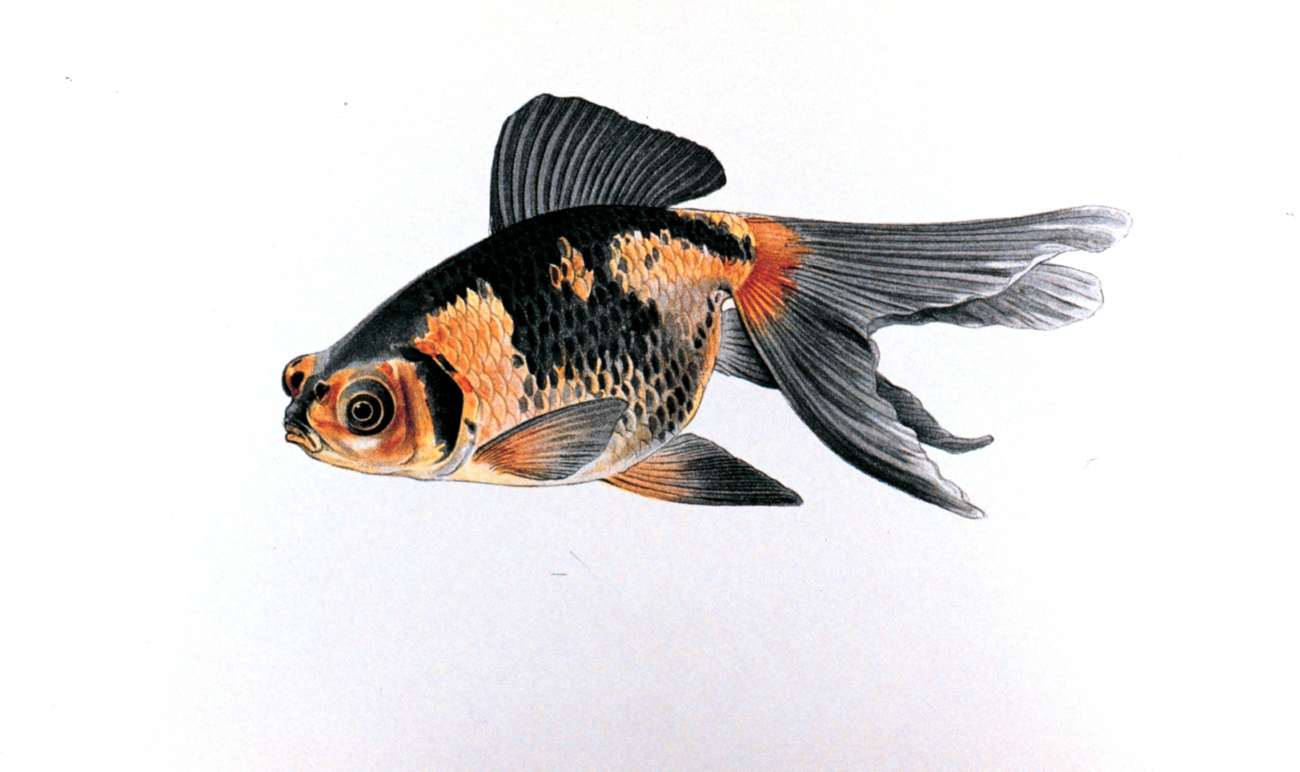 Demekin goldfish, Plate XXII in: Goldfish and Their Culture in Japan, byShinnosuke Matsubara