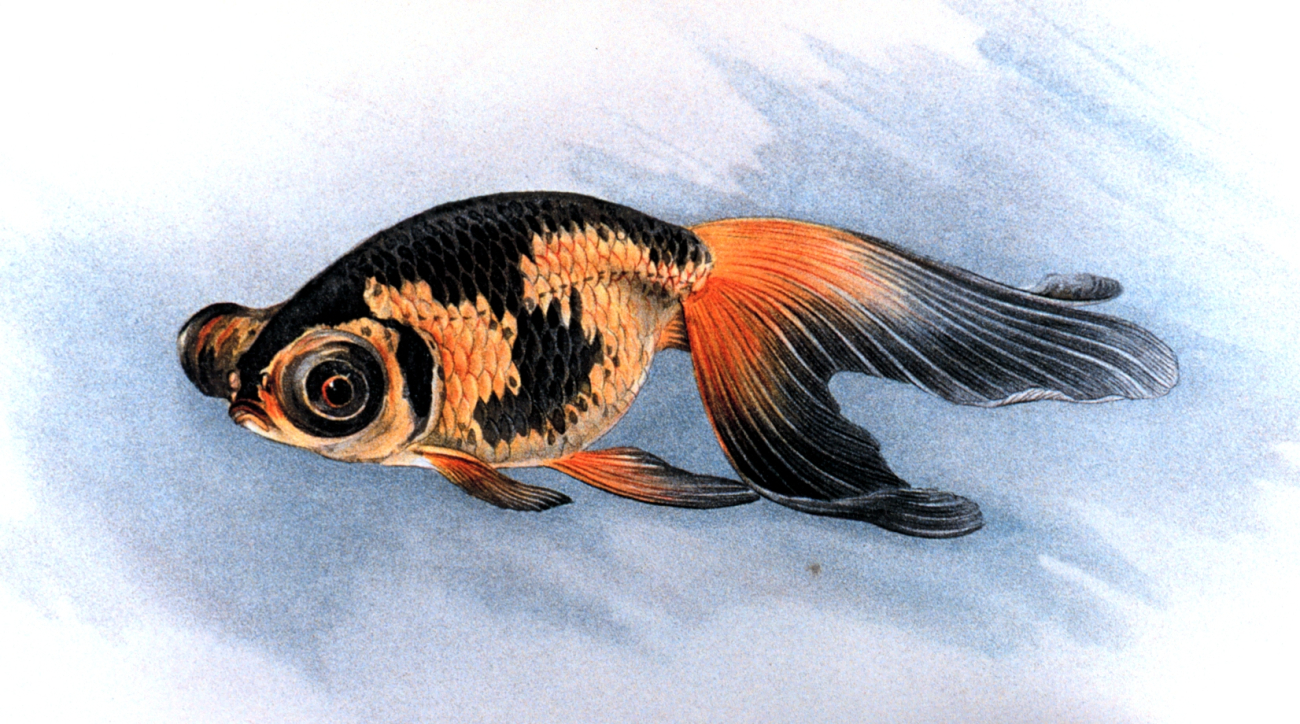 Deme Ranchu goldfish,  Plate XXIII in: Goldfish and Their Culture inJapan, by Shinnosuke Matsubara