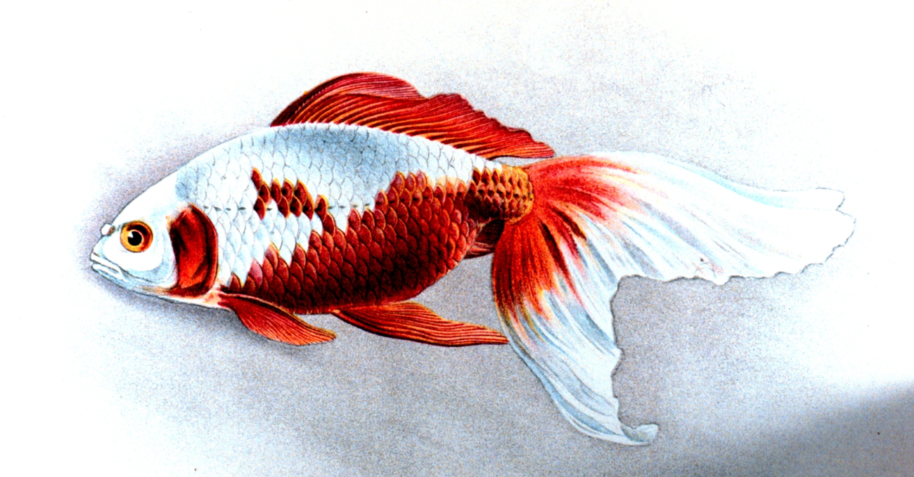 Watonai goldfish, Plate XXIV in: Goldfish and Their Culture in Japan, byShinnosuke Matsubara