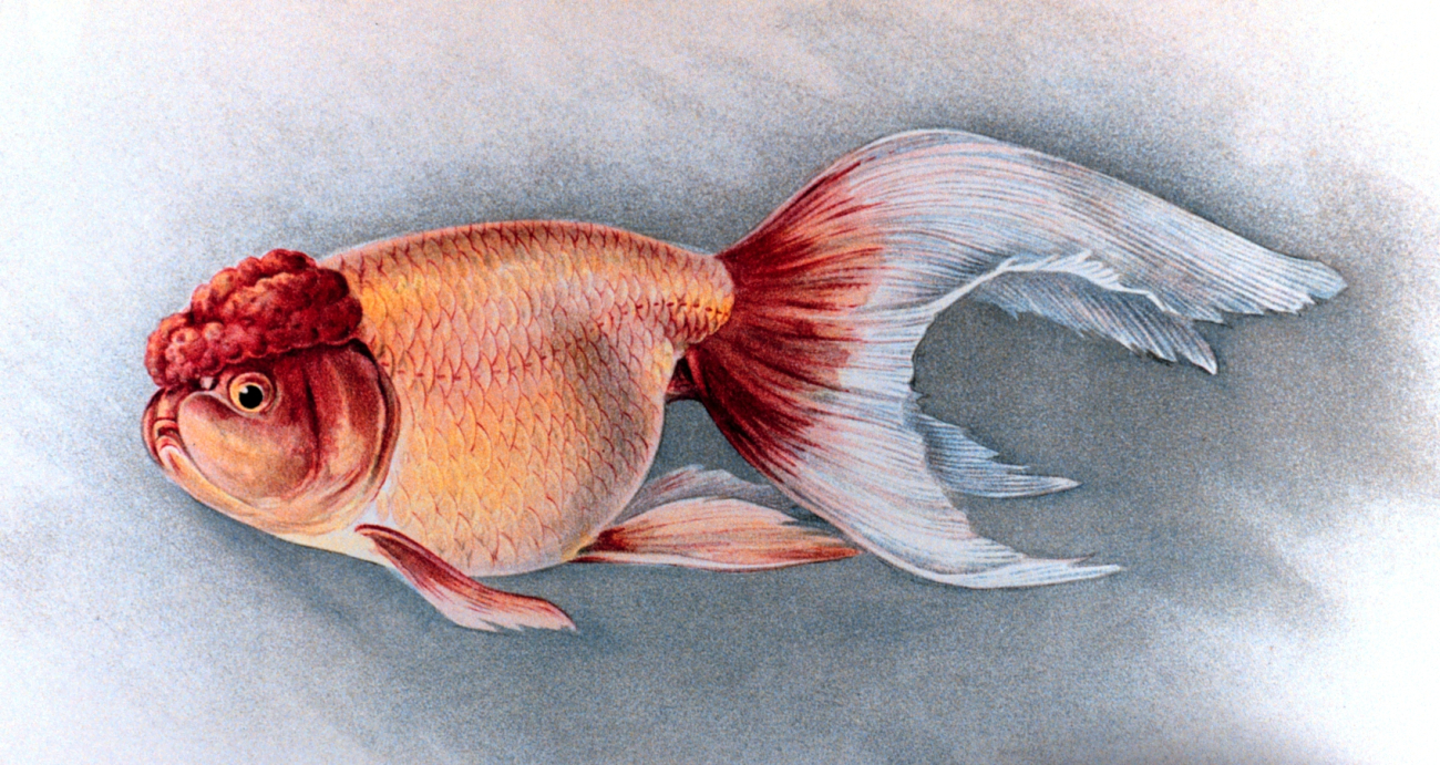 Shukin goldfish, Plate XXV in: Goldfish and Their Culture in Japan, byShinnosuke Matsubara