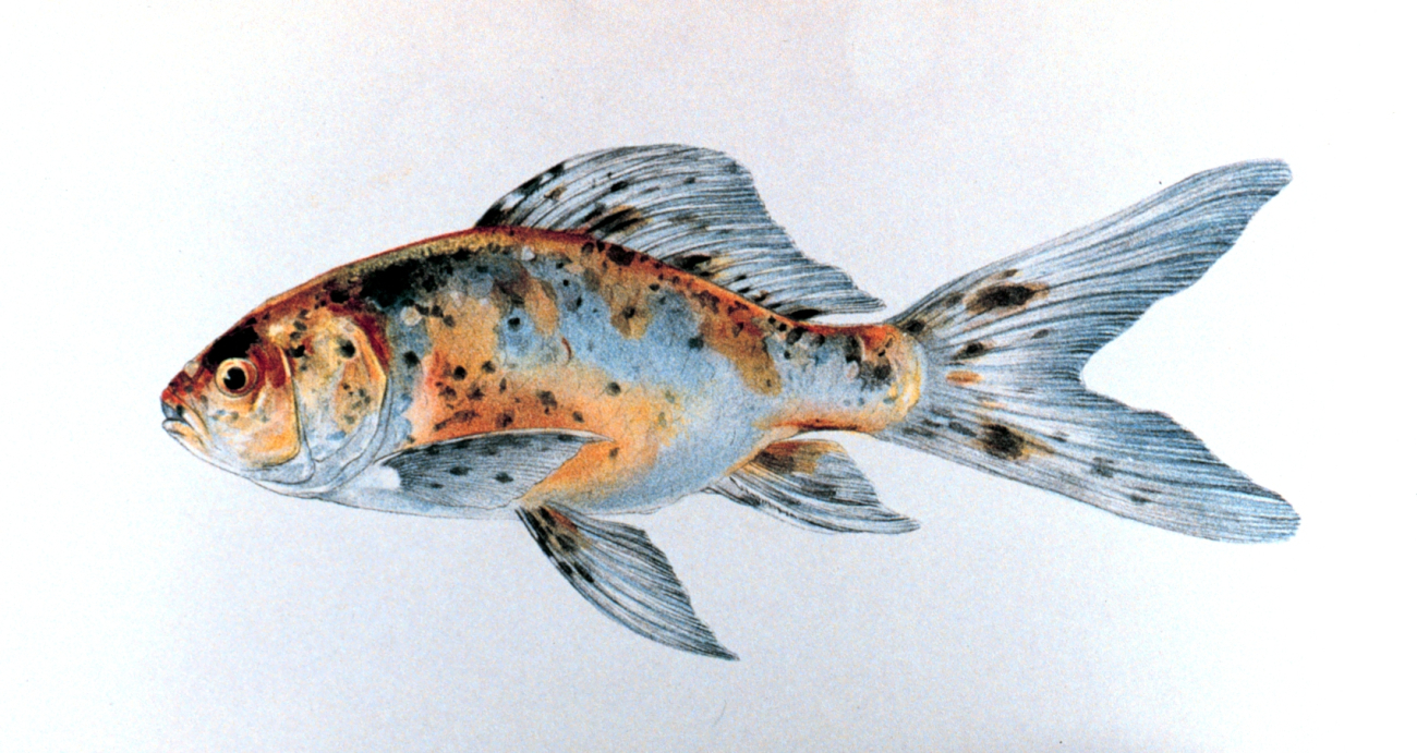 Shubunkin goldfish, Plate XXVI in: Goldfish and Their Culture in Japan, byShinnosuke Matsubara