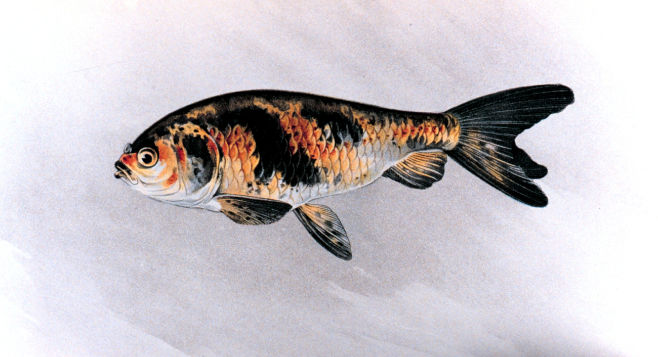 Kinranshi goldfish, Plate XXVII in: Goldfish and Their Culture in Japan, byShinnosuke Matsubara