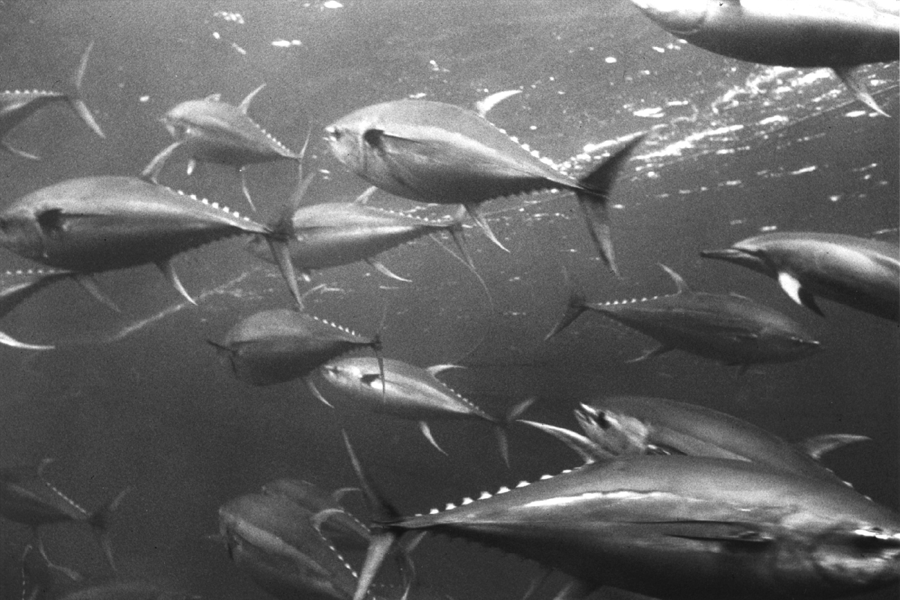 Yellowfin tuna - Thunnus albacares