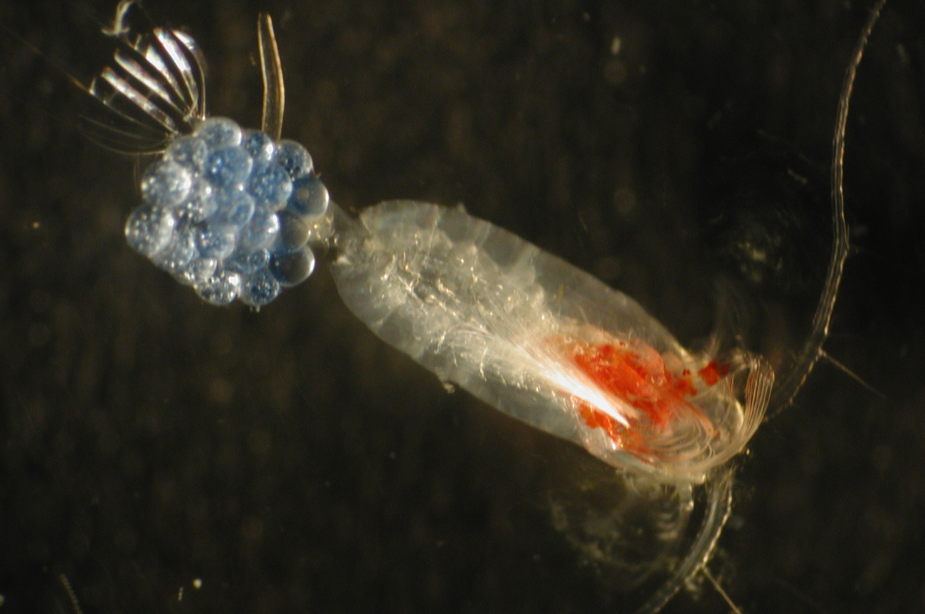 Zooplankton