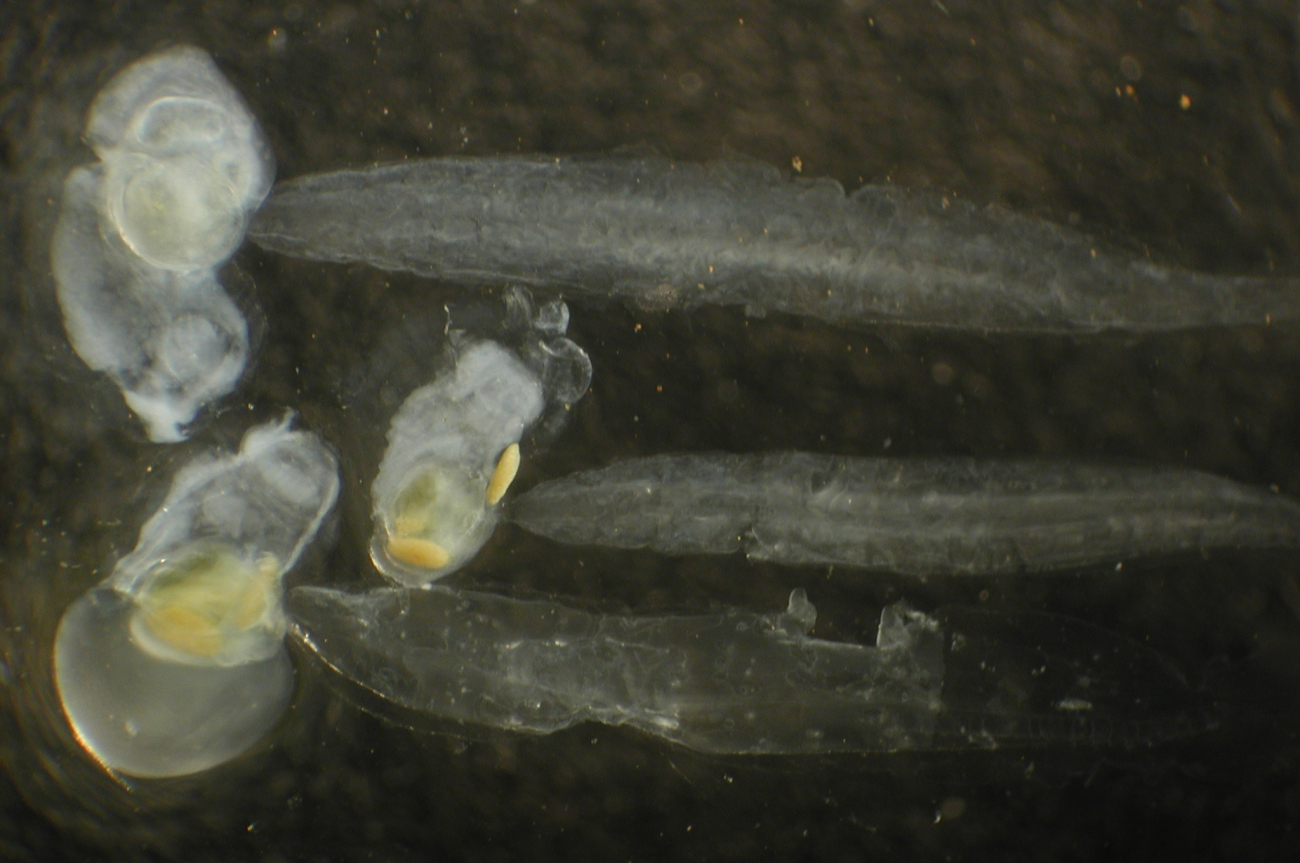 Zooplankton