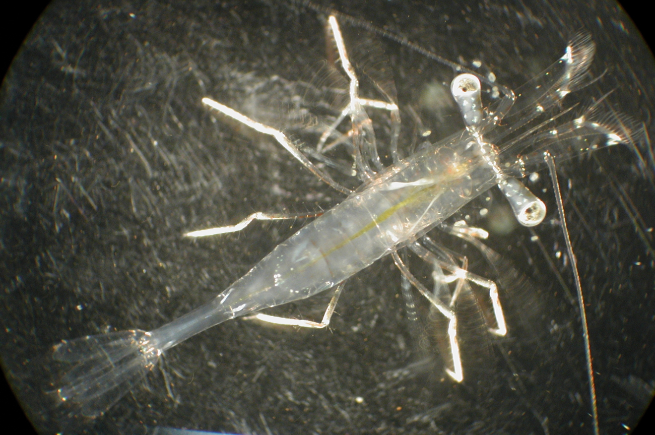 Zooplankton