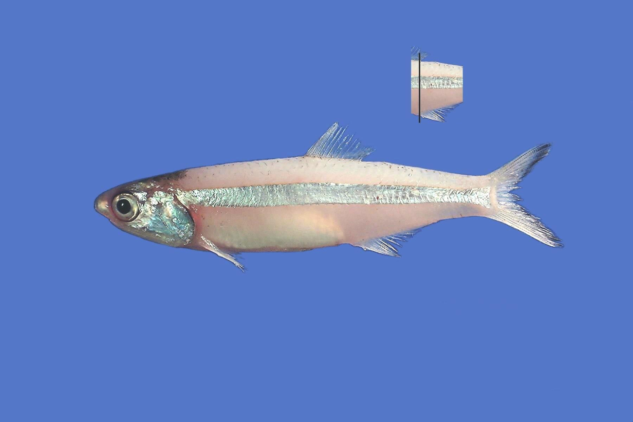 Broad-striped anchovy ( Anchoa hepsetus )