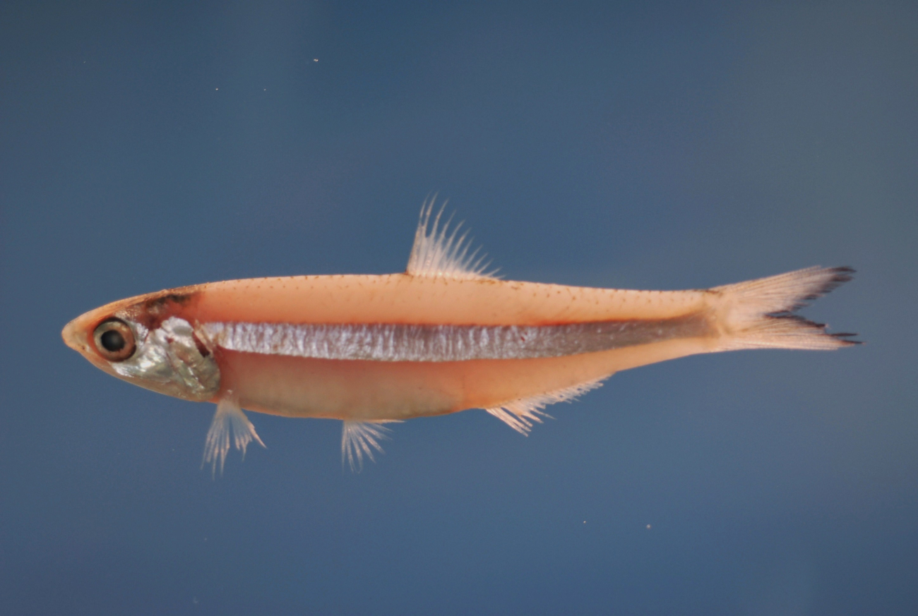 Dusky anchovy  ( Anchoa  lyolepis )