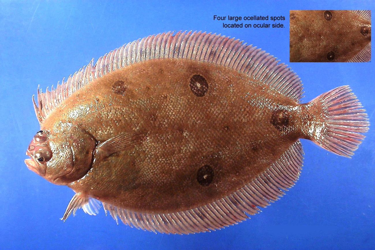 Ocellated flounder ( Ancylopsetta  ommata )