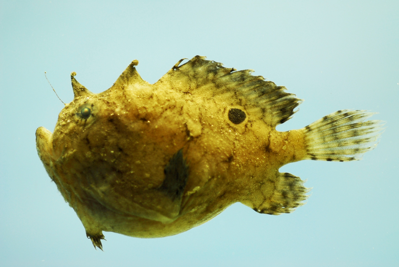 Singlespot frogfish ( Antennarius radiosus )