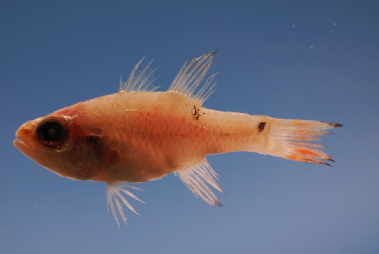 Twospot cardinalfish ( Apogon pseudomaculatus )