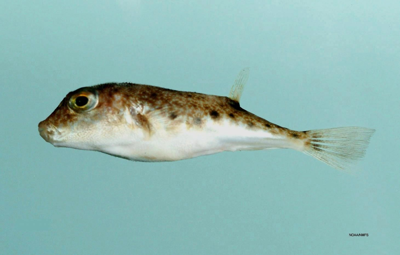 Least puffer ( Sphoeroides parvus )