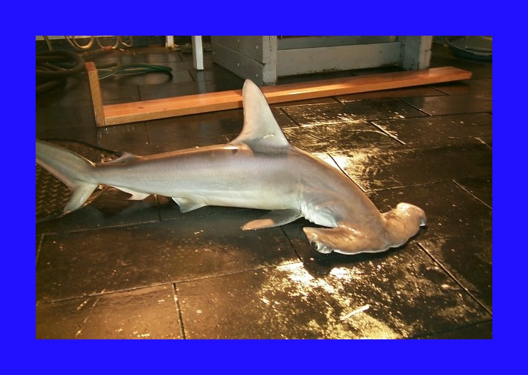 Scalloped hammerhead ( Sphyrna lewini )