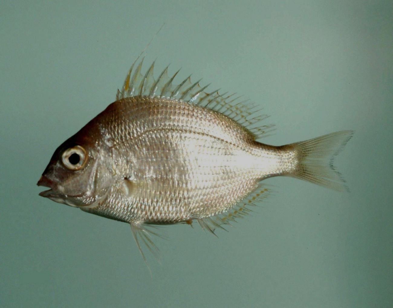 Longspine porgy ( Stenotomus caprinus )