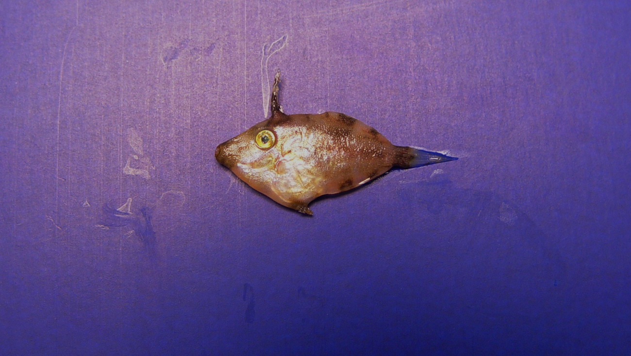 Pygmy filefish ( Stephanolepis setifer )