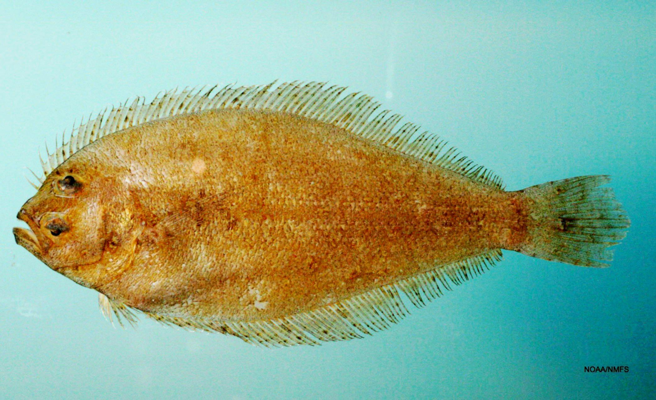 Dusky flounder ( Syacium papillosum )