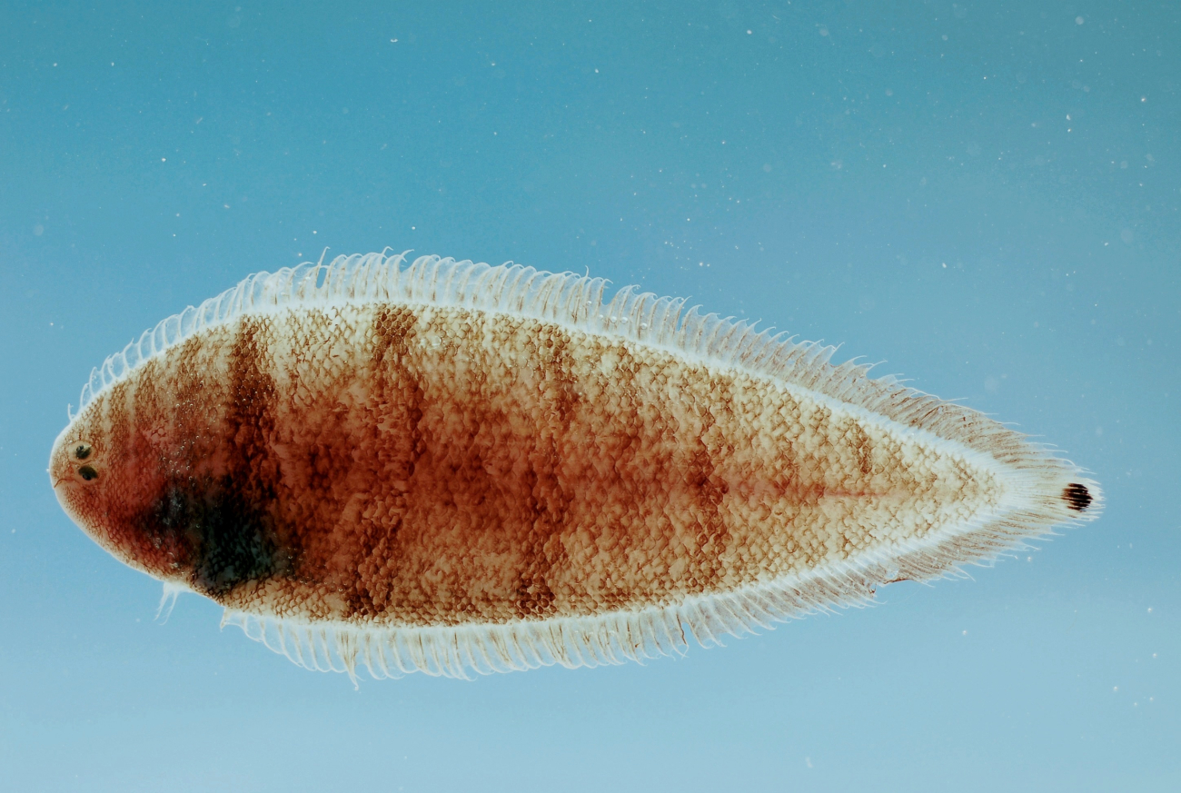 Spottail tonguefish ( Symphurus urospilus )