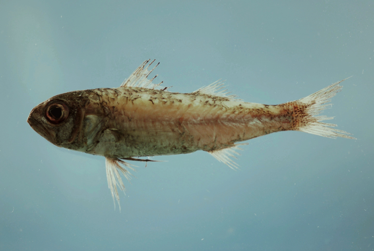 Blackmouth bass ( Synagrops bellus )