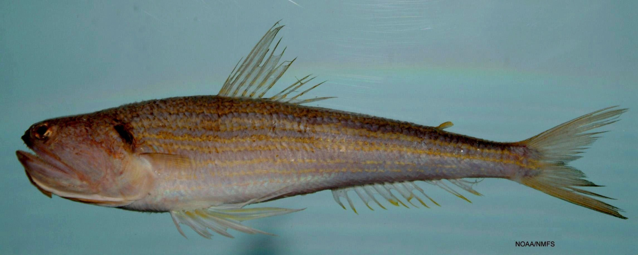 Snakefish ( Trachinocephalus myops )