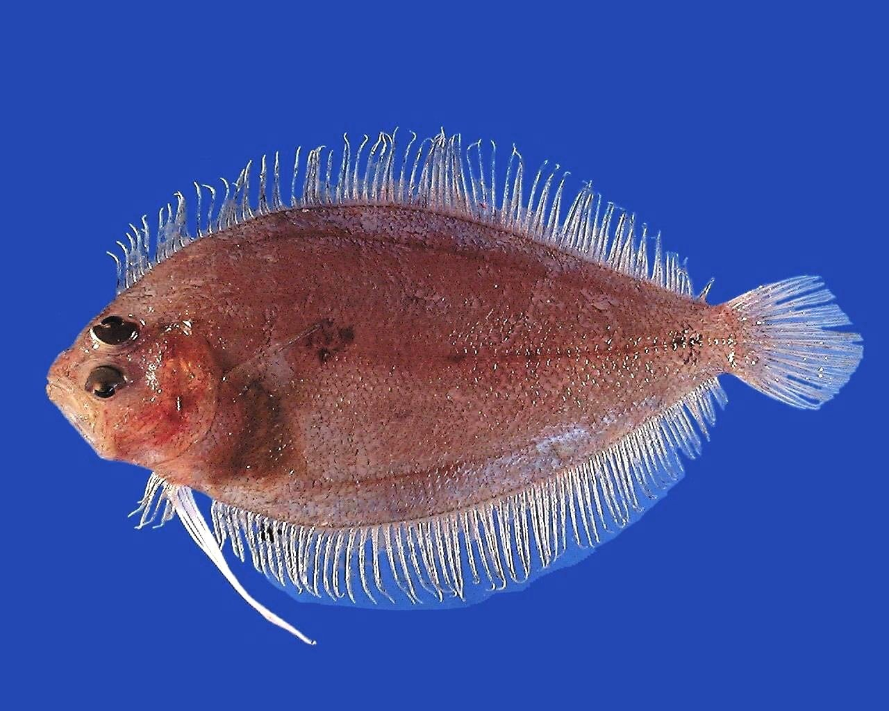 Sash flounder ( Trichopsetta ventralis )