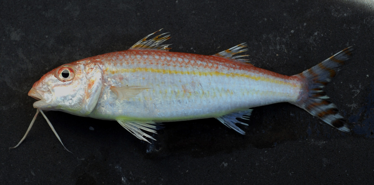 Dwarf goatfish ( Upeneus parvus )
