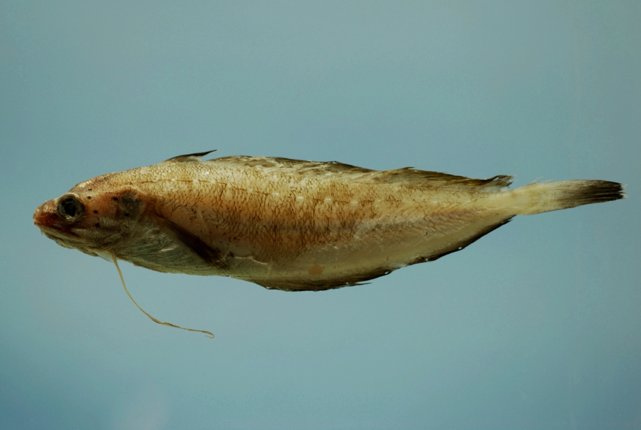 Southern codling ( Urophycis floridana )