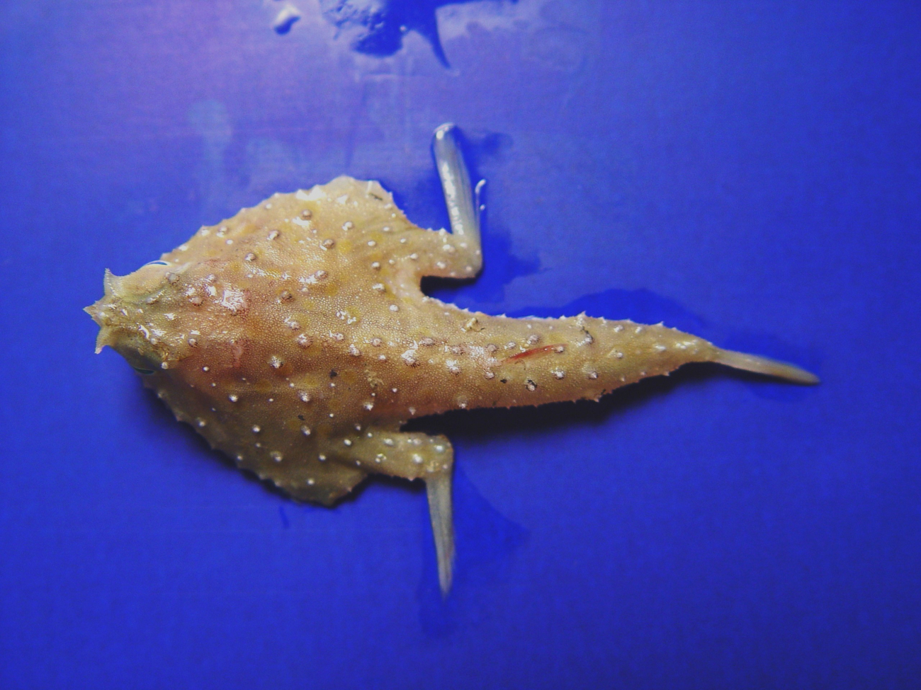 Tricorn batfish ( Zalieutes mcgintyi )
