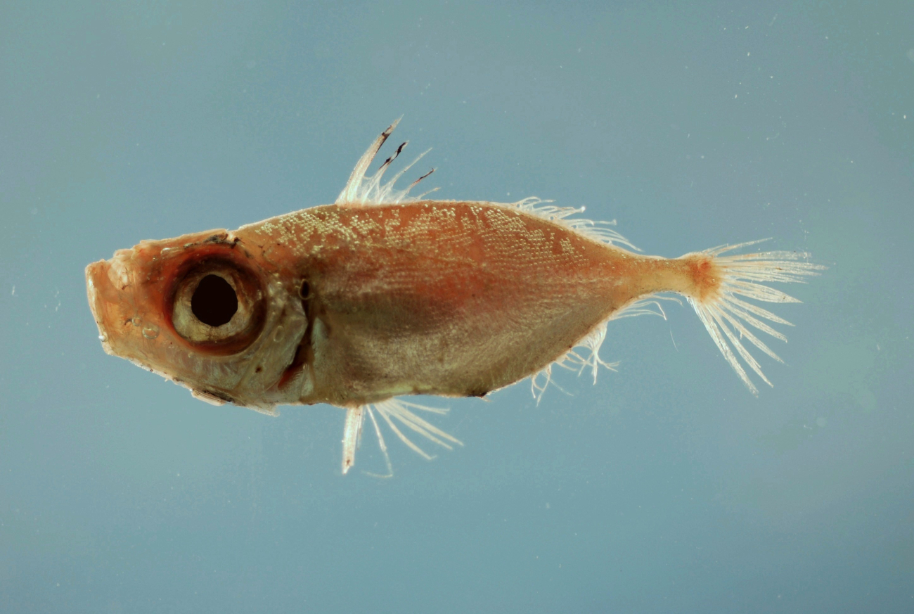 A species of boarfish or dory ( Zenion hololepis )