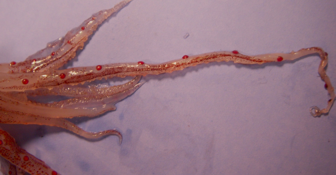 Tentacles of a species of squid  ( Abralia veranyi  )