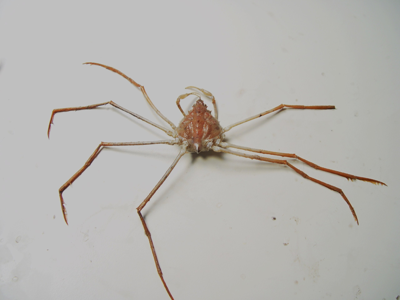 Stilt spider crab ( Anasimus latus )