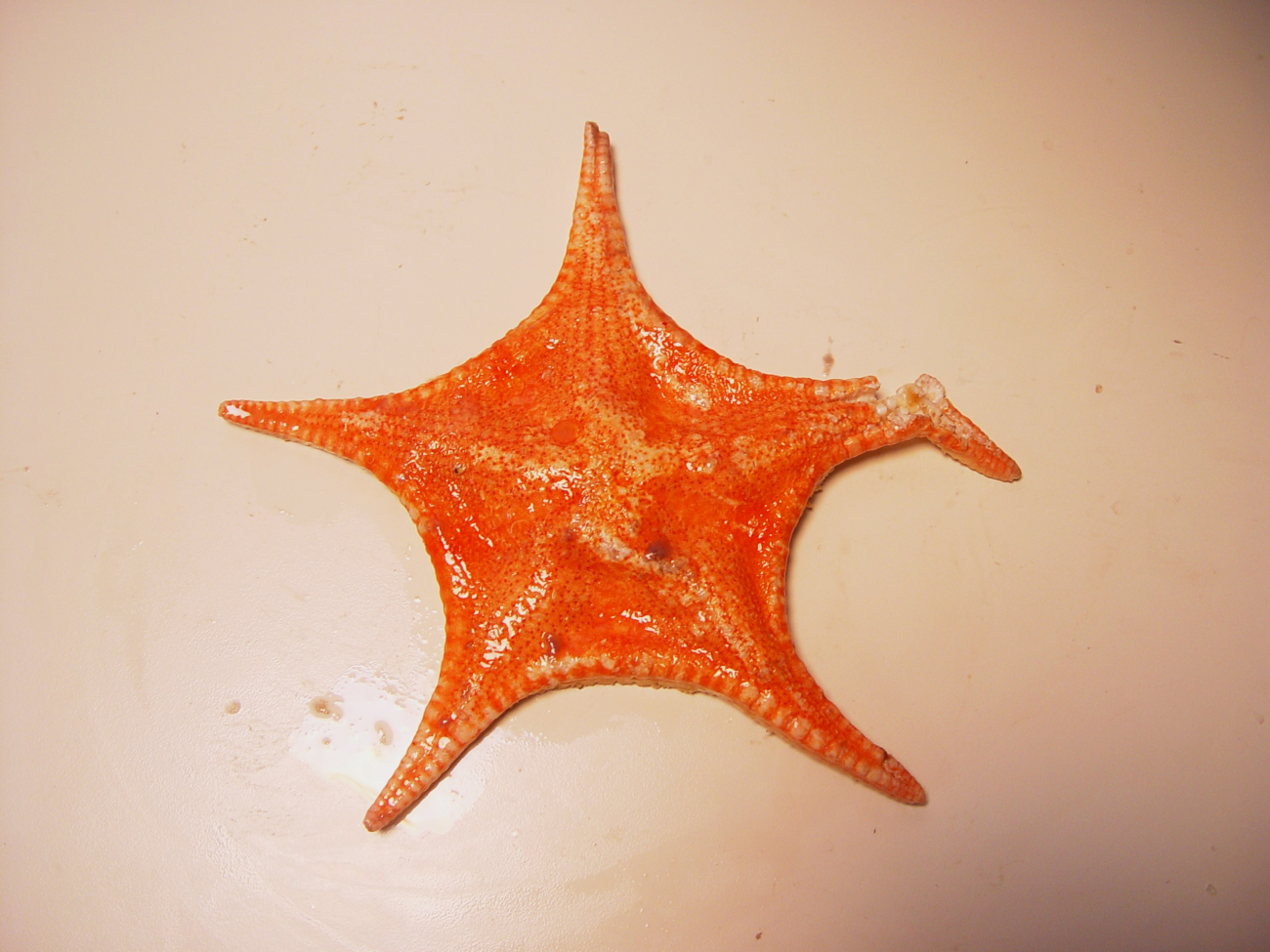 Starfish ( Anthenoides piercei )