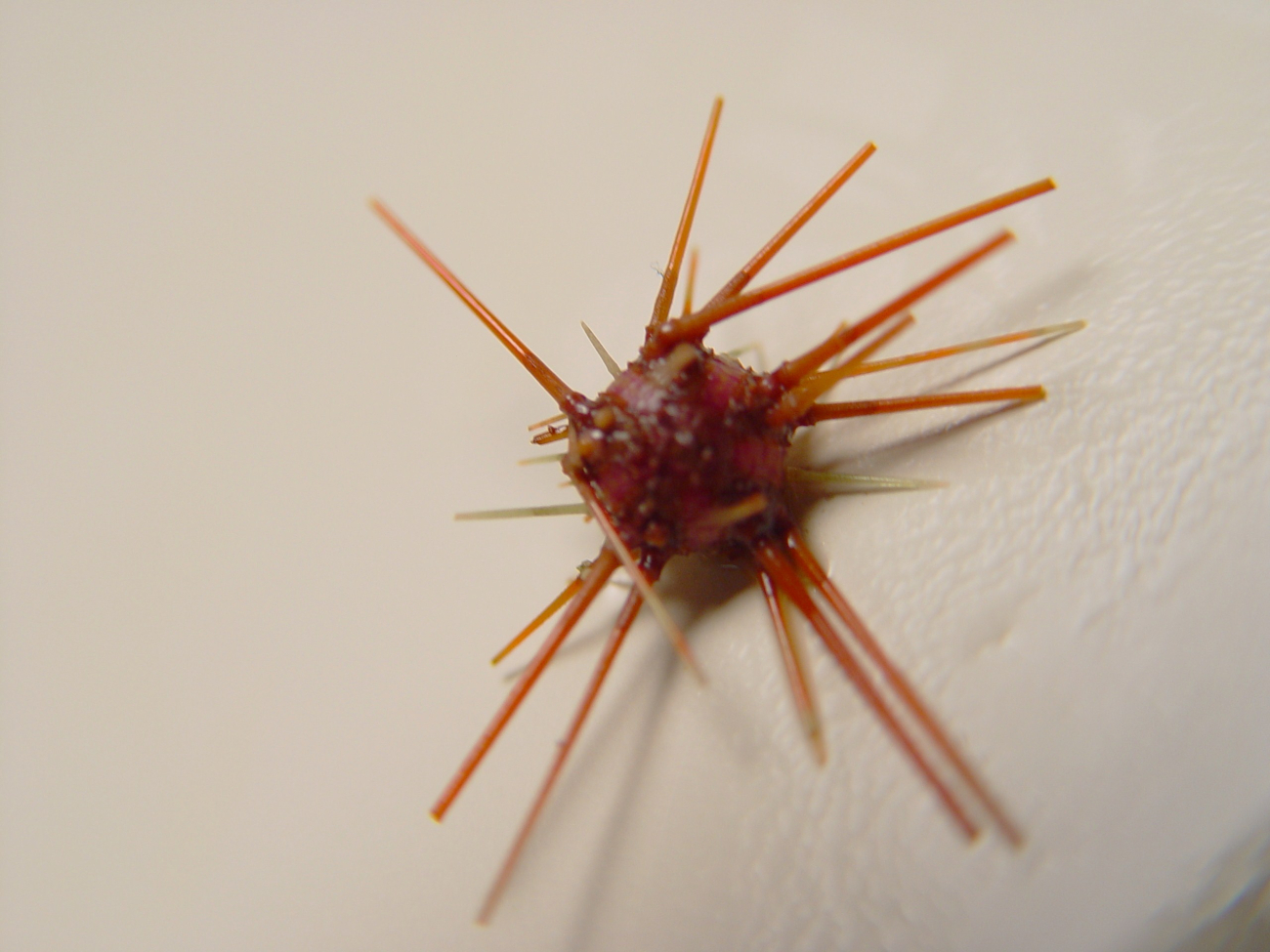 Purple-spined sea urchin ( Arbacia punctulata )