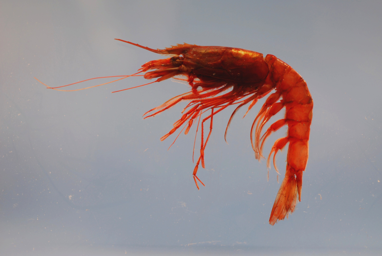 Giant red shrimp ( Aristaeomorpha foliacea )