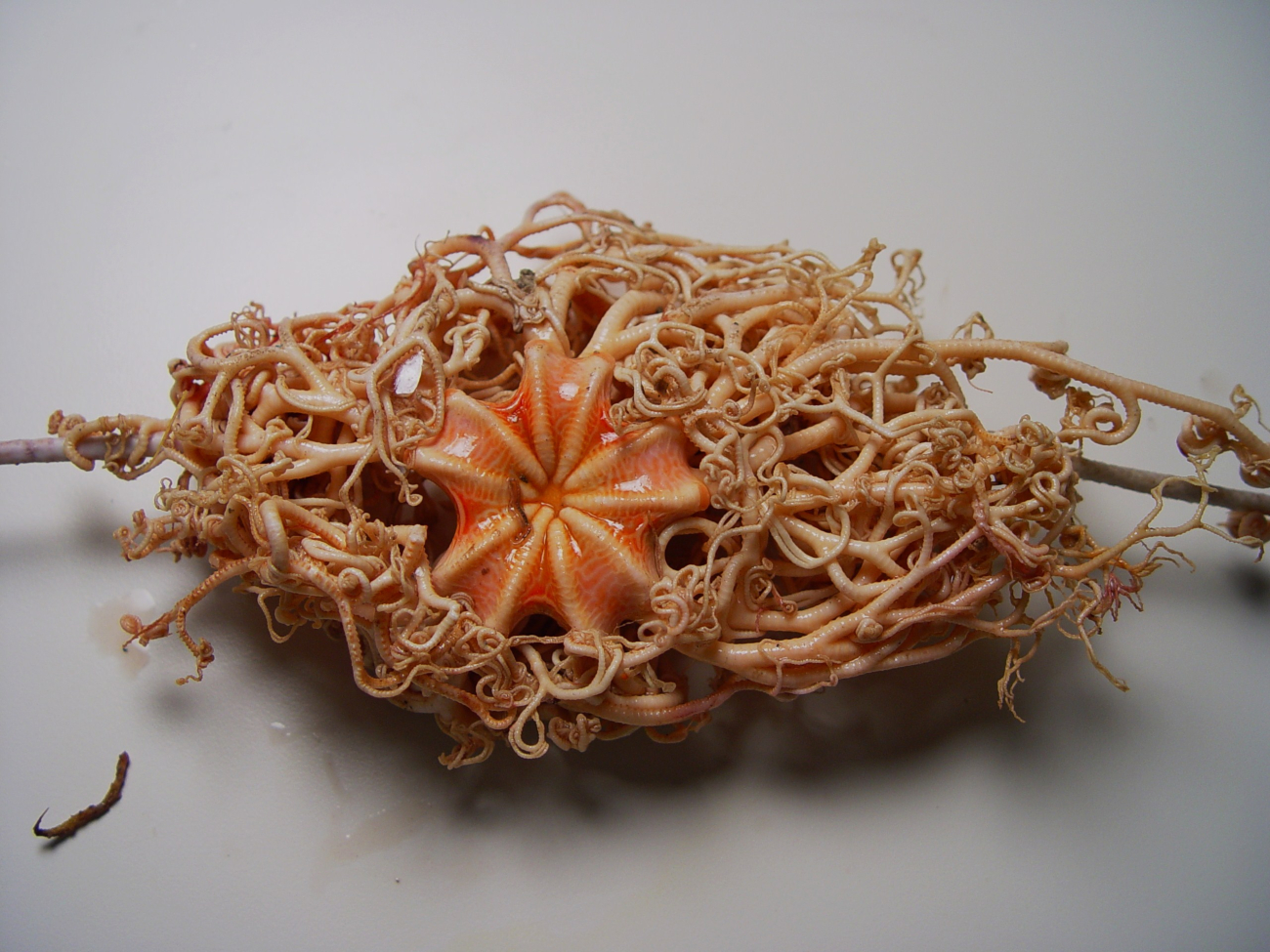 A type of basket star ( Astrocyclus caecilia )