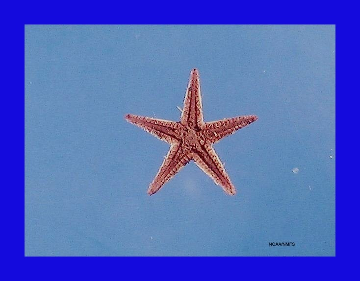 Two-spined star fish ( Astropecten duplicatus )